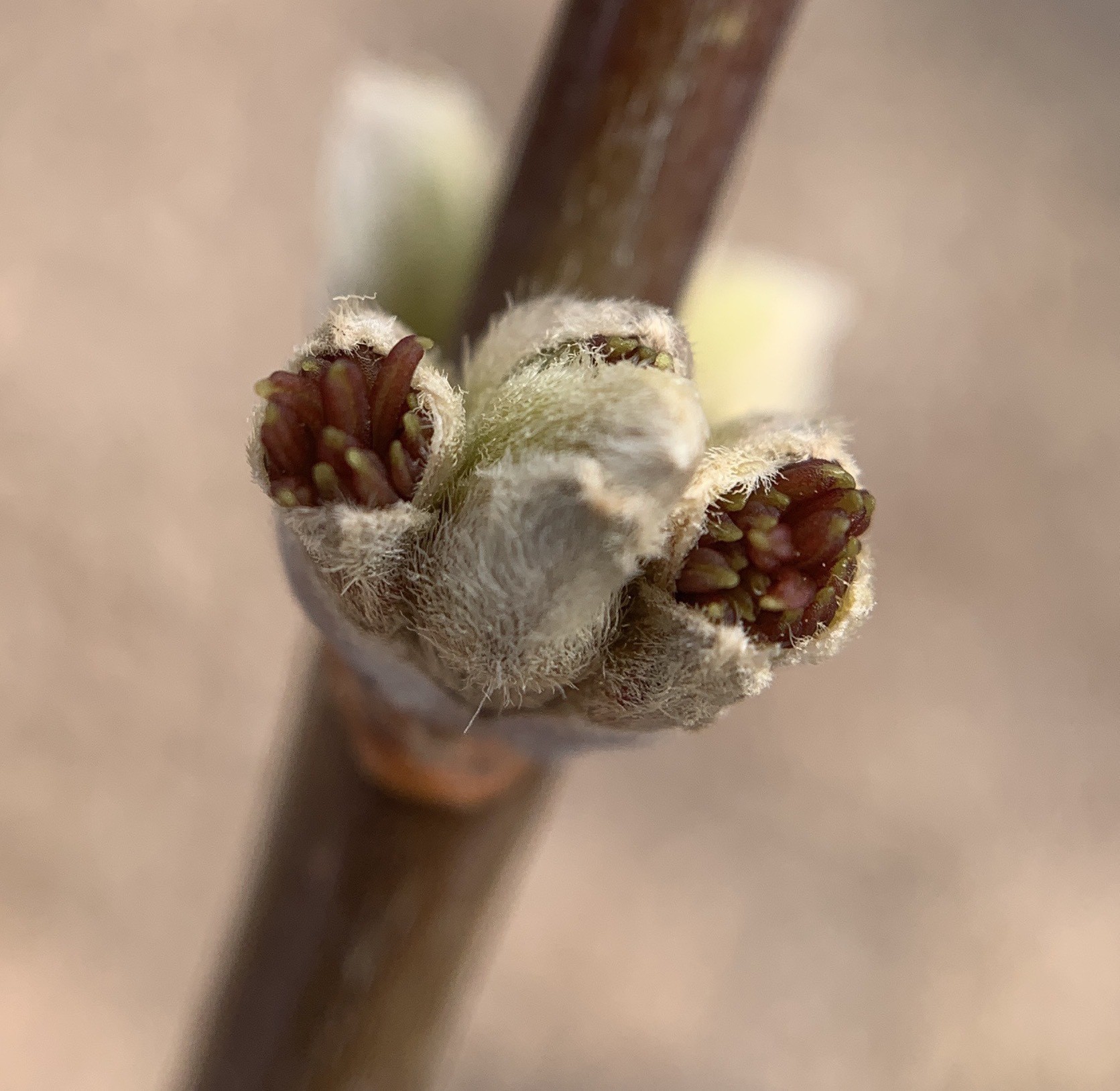boxelder flower with stamens just protruding from the bud.